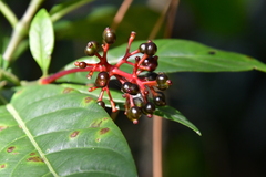 Palicourea crocea