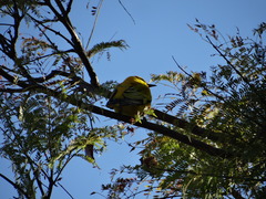 Oriolus auratus