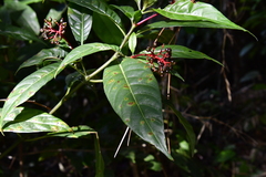 Palicourea crocea