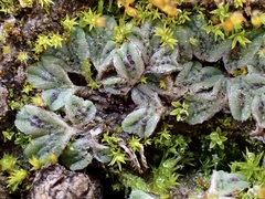 Ricciaceae