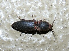 Agrypnus rectangularis