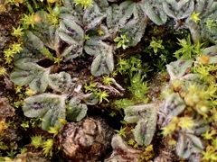 Ricciaceae
