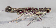 Neurobathra strigifinitella
