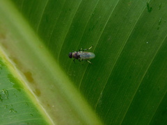 Prosopochrysa vitripennis