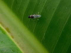 Prosopochrysa vitripennis