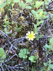 Ranunculus lapponicus