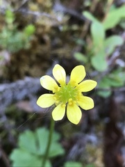 Ranunculus lapponicus