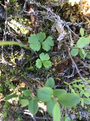 Ranunculus lapponicus
