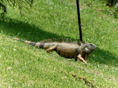 Iguana iguana