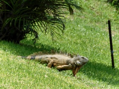 Iguana iguana