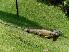 Iguana iguana