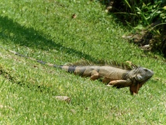 Iguana iguana