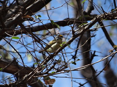 Pogoniulus chrysoconus