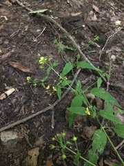 Lysimachia radicans
