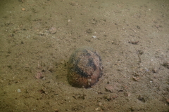 Bulla quoyii