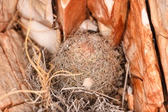 Escobaria tuberculosa