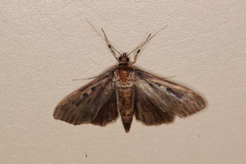 Herpetogramma sphingealis photo 4