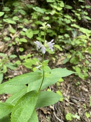 Stachys latidens