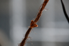 Mellilla xanthometata