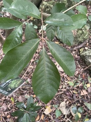 Aglaia rimosa