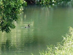 Nannopterum brasilianum