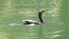 Nannopterum brasilianum