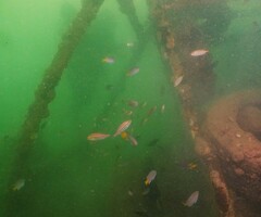 Parapristipoma trilineatum