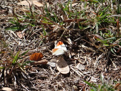 Colotis antevippe gavisa