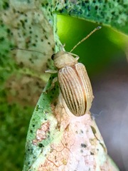 Colaspis hesperia