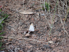 Colotis antevippe gavisa