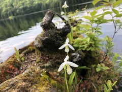 Bearded Orchid (Pogonia ophioglossoides)