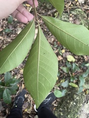 Aglaia rimosa