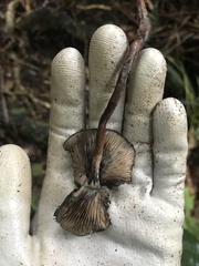 Psilocybe aucklandiae