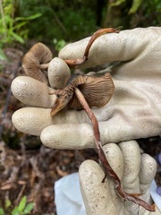 Psilocybe aucklandiae