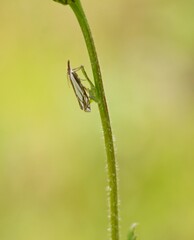 Crambus saltuellus