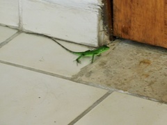 Ctenosaura pectinata