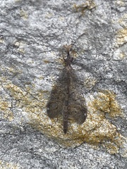 Ululodes macleayanus