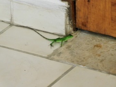 Ctenosaura pectinata