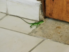 Ctenosaura pectinata