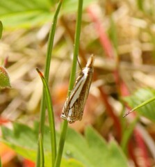 Crambus saltuellus