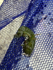 Squillidae