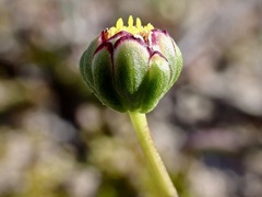 Brachyscome lineariloba