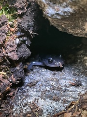 Plethodon amplus