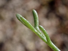 Brachyscome lineariloba