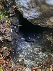 Plethodon amplus