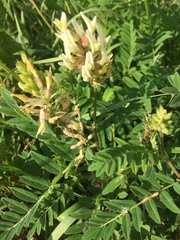 Astragalus glycyphyllos