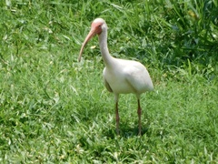 Eudocimus albus