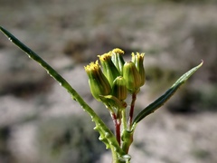 Senecio glossanthus