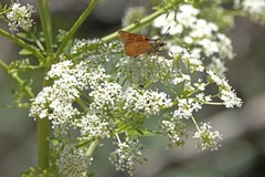 Ochlodes agricola