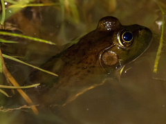 Lithobates grylio